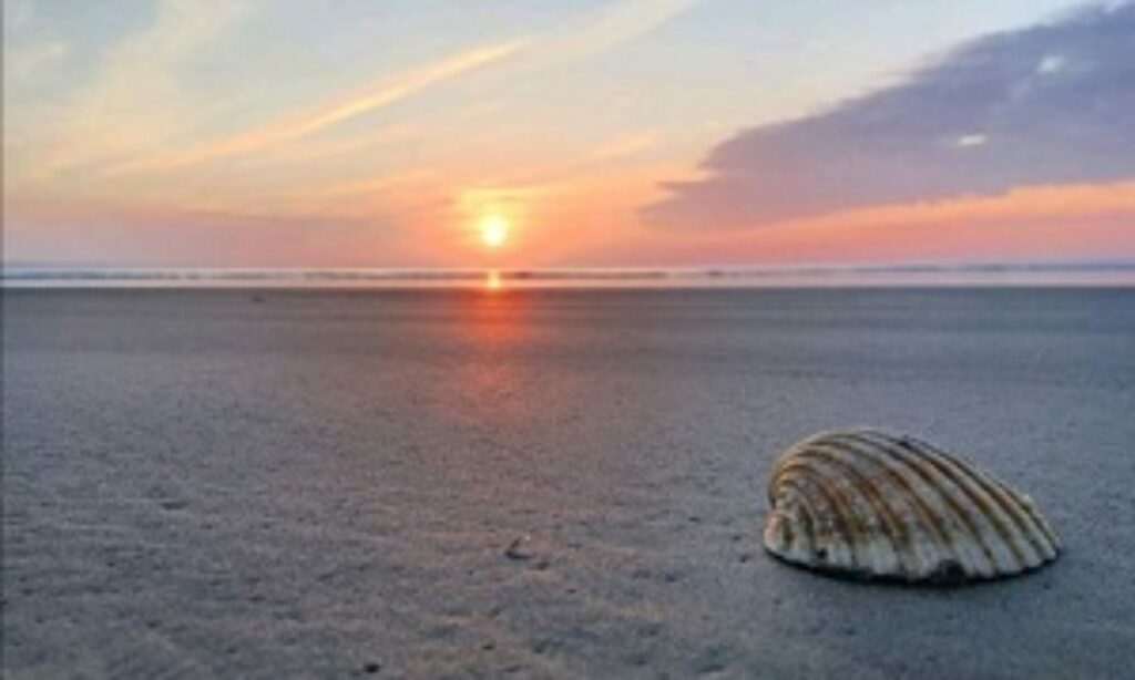 coquillage sur la plage