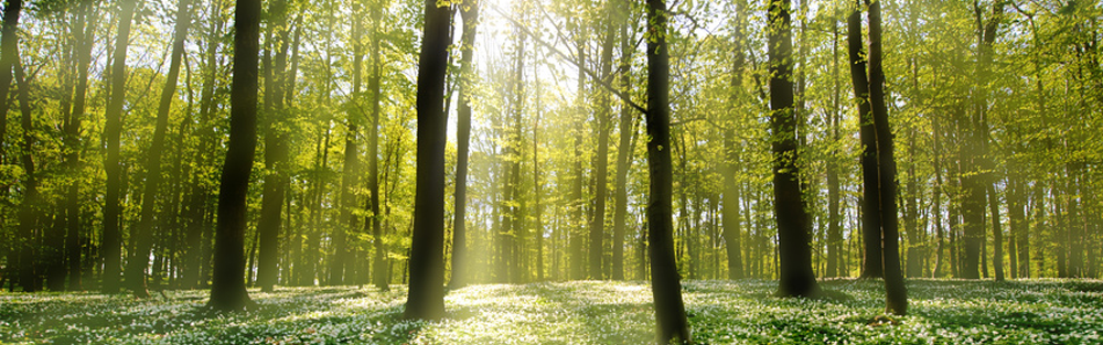 le soleil levant à travers les arbres